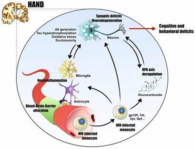 HIV Neuroinfection and Alzheimer’s Disease: Similarities and Potential Links?